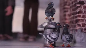 Задник к фильму "A Bird Hit My Window and Now I