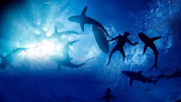 Задник к фильму "Sharkwrecked: Crash Landing" #1632152