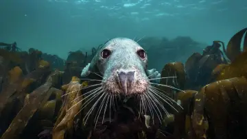 Задник к фильму "De wilde Noordzee" #772989