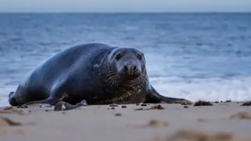 Задник к фильму "De wilde Noordzee" #772993
