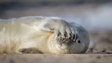 Задник к фильму "De wilde Noordzee" #772994