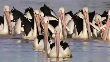 Задник к фильму "Die Reise der Pelikane - Australiens Outback-Wunder" #982257