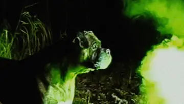 Задник к фильму "Bonkey: The Mutated" #1190818
