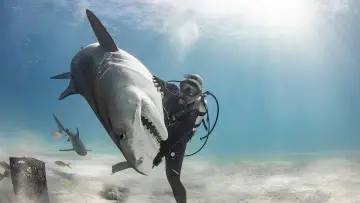 Задник к фильму "Tiger Shark Beach" #920315