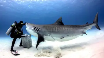 Задник к фильму "Tiger Shark Beach" #920316