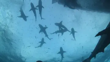 Задник к фильму "Tiger Shark Beach" #920318