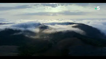 Задник к фильму "Ivohiboro: La Forêt Oubliée" #735894