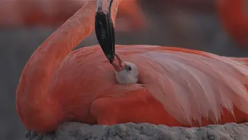 Задник к фильму "Flamingos: La vida después del meteorito" #772278