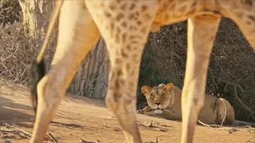 Задник к фильму "Lions of the Skeleton Coast" #880745