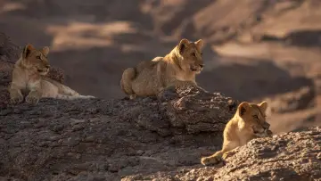Задник к фильму "Lions of the Skeleton Coast" #880746