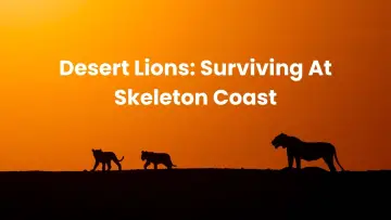 Задник к фильму "Lions of the Skeleton Coast" #880747