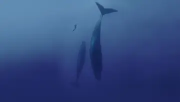 Задник к фильму "Freediver" #791618