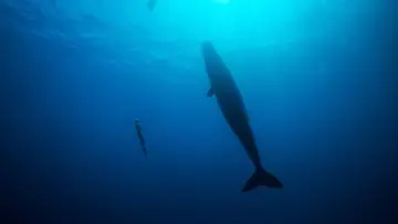 Задник к фильму "Freediver" #791622