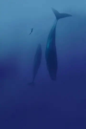 Постер к фильму "Freediver" #791627