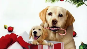 Задник к фильму "The Dog Who Saved the Holidays" #1004015