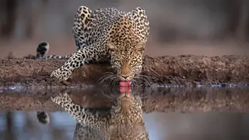 Задник к фильму "Mashatu: Land of Leopards" #1629373