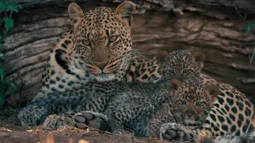 Задник к фильму "Mashatu: Land of Leopards" #1629374