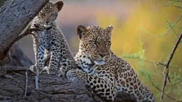 Задник к фильму "Mashatu: Land of Leopards" #1629375
