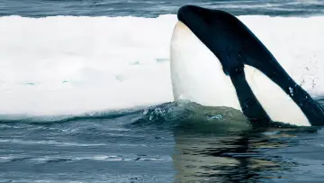 Задник к фильму "Expedition Killer Whale" #880372
