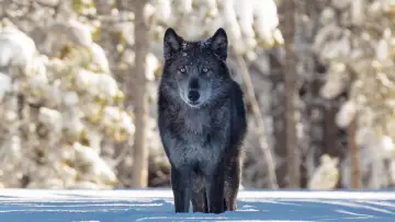 Задник к фильму "Une année parmi les loups" #977773
