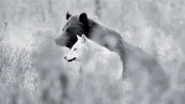 Задник к фильму "Une année parmi les loups" #977774