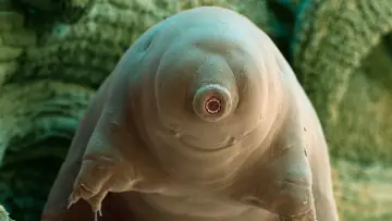Задник к фильму "Tardigrade, l