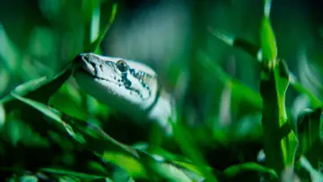 Задник к фильму "The Python Hunt" #819911