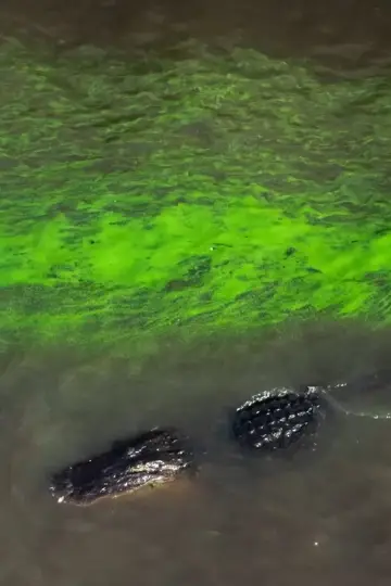 Постер к фильму "River of Grass" #1658906