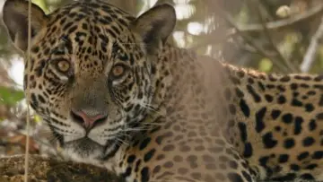 Задник к фильму "Au nom des jaguars" #1191125