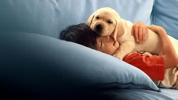 Задник к фильму "Pets" #670836