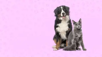 Задник к фильму "Nos très chers animaux" #1644043