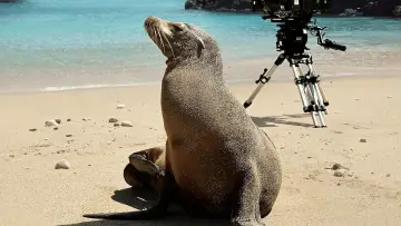 Задник к фильму "Guardians of the Galapagos" #720063
