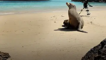 Задник к фильму "Guardians of the Galapagos" #720067