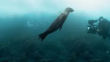 Задник к фильму "Guardians of the Galapagos" #720075
