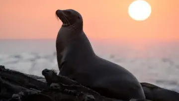 Задник к фильму "Sea Lions of the Galapagos" #719353