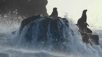 Задник к фильму "Sea Lions of the Galapagos" #719354