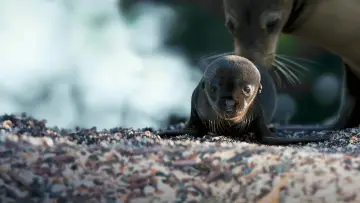 Задник к фильму "Sea Lions of the Galapagos" #719355