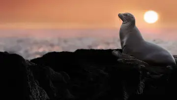 Задник к фильму "Sea Lions of the Galapagos" #719357
