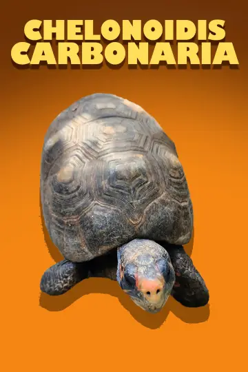 Постер к фильму "Chelonoidis Carbonaria" #967616