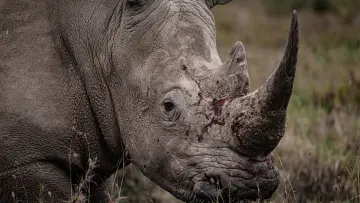Задник к фильму "Rhino" #923503