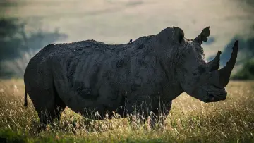 Задник к фильму "Rhino" #923505