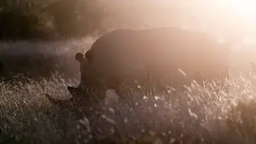Задник к фильму "Rhino" #923506