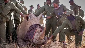 Задник к фильму "Rhino" #923509