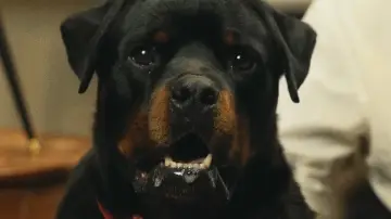 Задник к фильму "Good Boy" #1533972