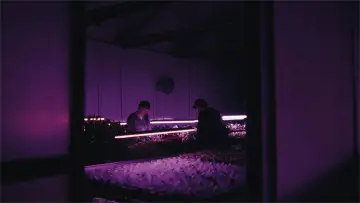 Задник к фильму "Despite the Night" #1525512