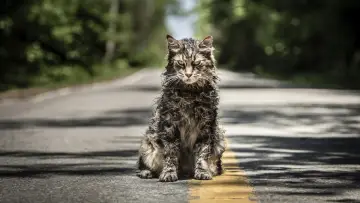Задник к фильму "Кладбище домашних животных" #1533515
