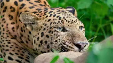 Задник к фильму "Leopard Dynasty – The Rise of Rana" #1635122