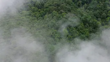 Задник к фильму "El bosque entre la niebla" #1169675