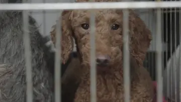 Задник к фильму "Dogspiracy" #800884