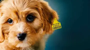 Задник к фильму "Dogspiracy" #800885